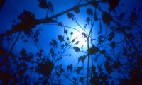 Silent Moments